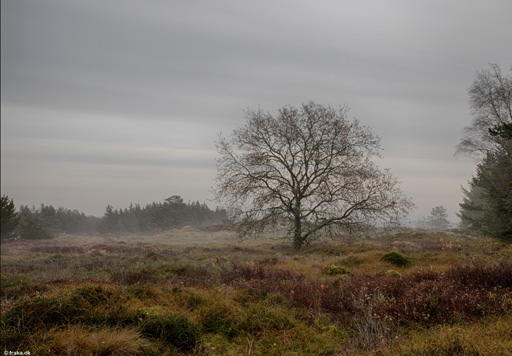 Tovsig, Thy, nov. 2018