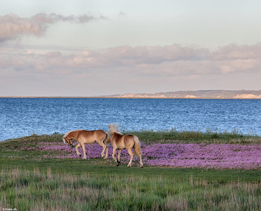 Aftenlys ved Skarum med Fur i baggrunden, Mors, maj 2019
