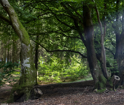Jægersborg Skov, aug. 2021