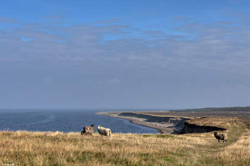 Kaas, Salling, sep. 2021